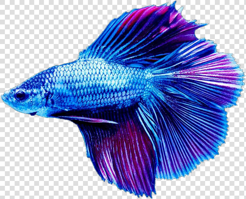 Transparent Beta Fish Png   Betta Fish Transparent Background  Png DownloadTransparent PNG