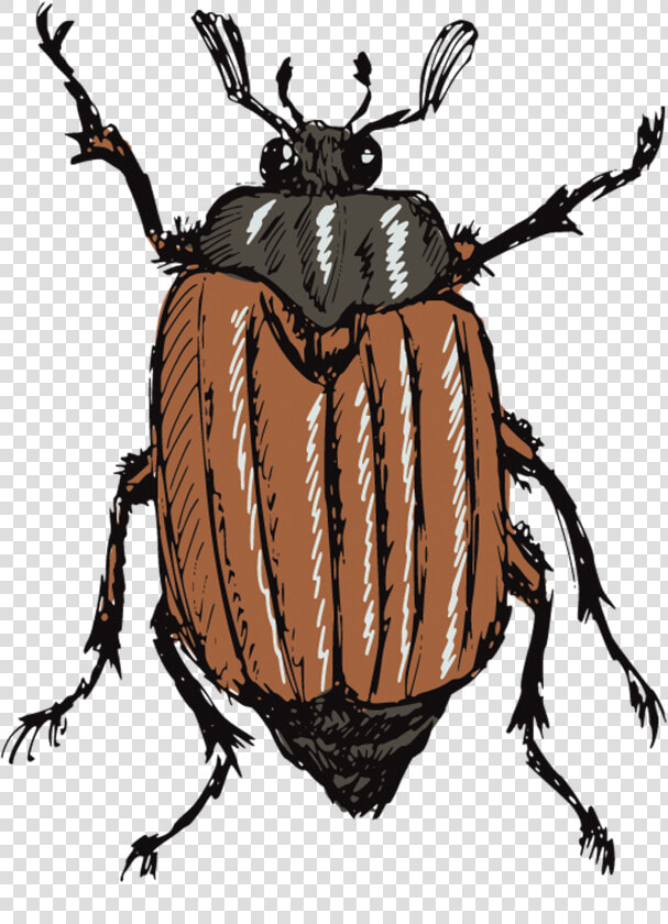 Gusano Animado Y Escarabajo  HD Png DownloadTransparent PNG