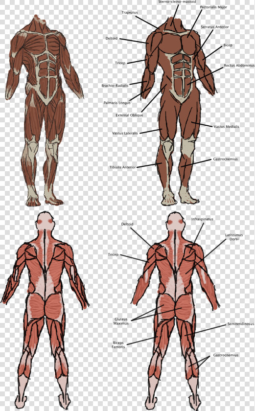 The Vitruvian Man   Sketch  HD Png DownloadTransparent PNG