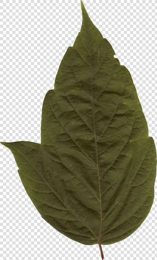 Preview   Maple Leaf  HD Png DownloadTransparent PNG