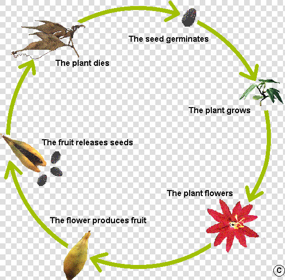 Flower Life Cycle Clipart Svg Royalty Free Library   Plants  HD Png DownloadTransparent PNG