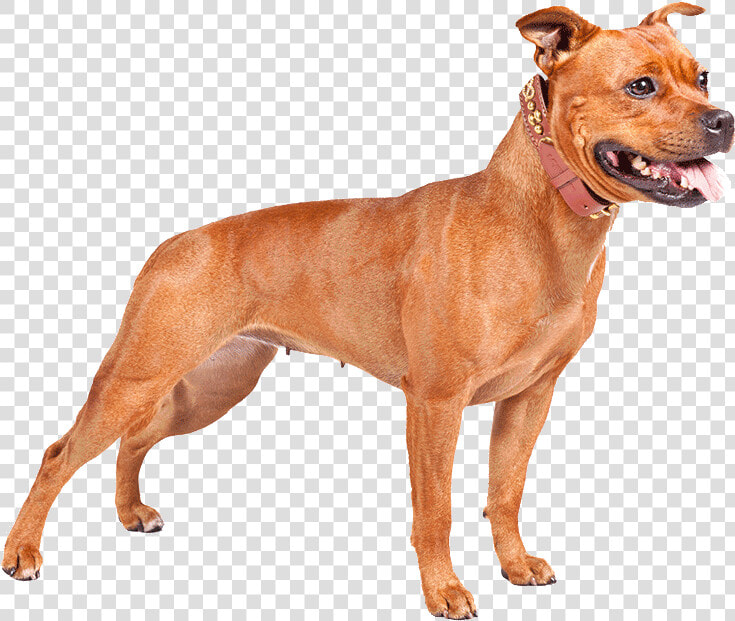 Perro Pitbull Png   American Bully Pitbull Terrier Bully Dog  Transparent PngTransparent PNG