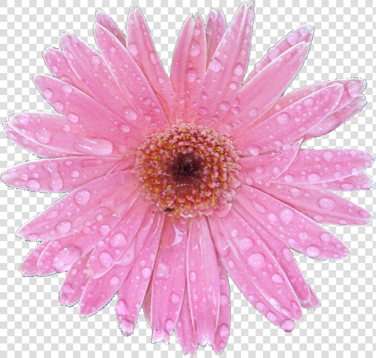 Barberton Daisy  HD Png DownloadTransparent PNG