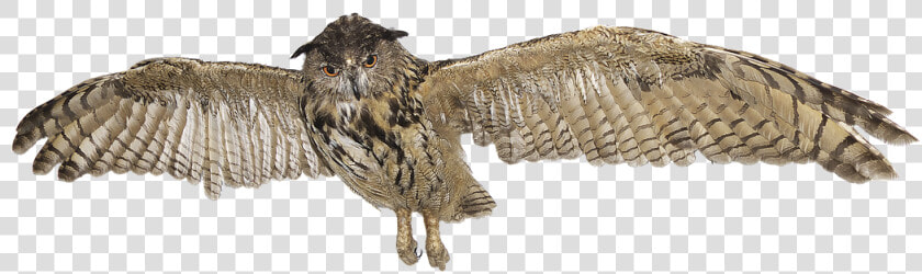 Transparent Owl Clipart   Flying Great Horned Owl Clipart  HD Png DownloadTransparent PNG