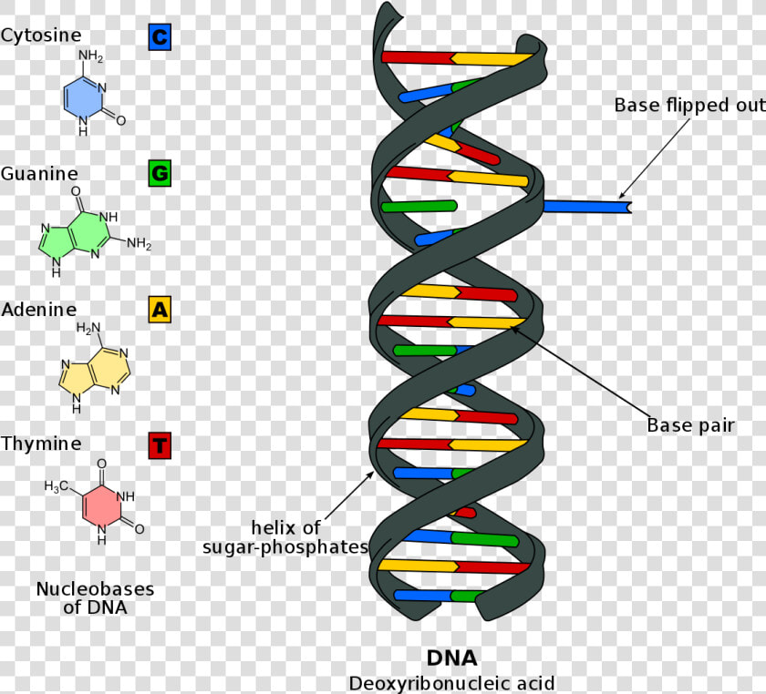 Dna Helix Png   Nitrogen Base On Dna  Transparent PngTransparent PNG