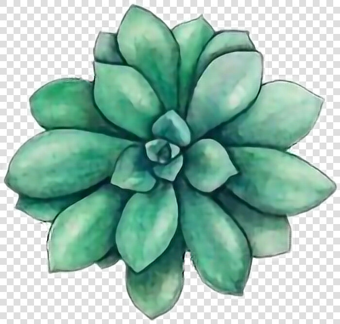 Succulents Drawing   Succulents Tumblr Drawing  HD Png DownloadTransparent PNG