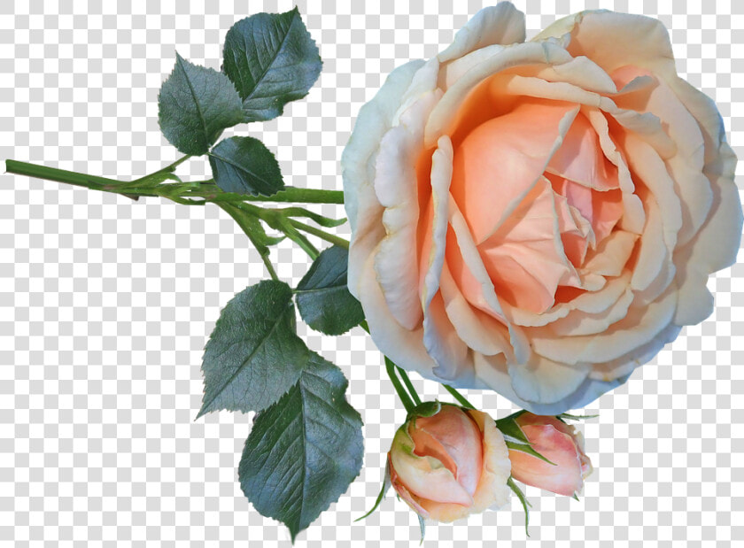 Rose  Flower  Stem  Cut Out  Bloom  Isolated  Perfume   Garden Roses  HD Png DownloadTransparent PNG