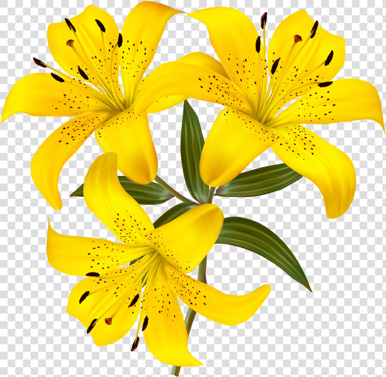 Lilium Png   Transparent Tiger Lily Clipart  Png DownloadTransparent PNG