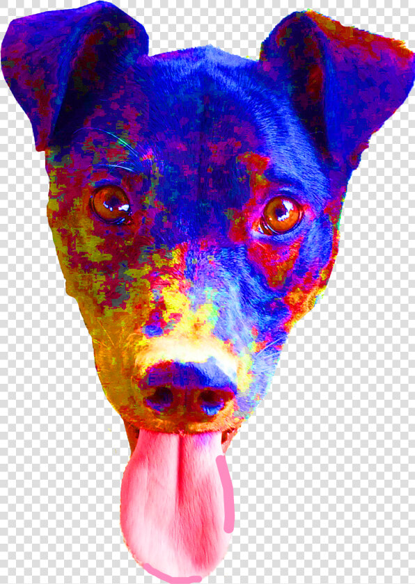 Miniature Pinscher  HD Png DownloadTransparent PNG