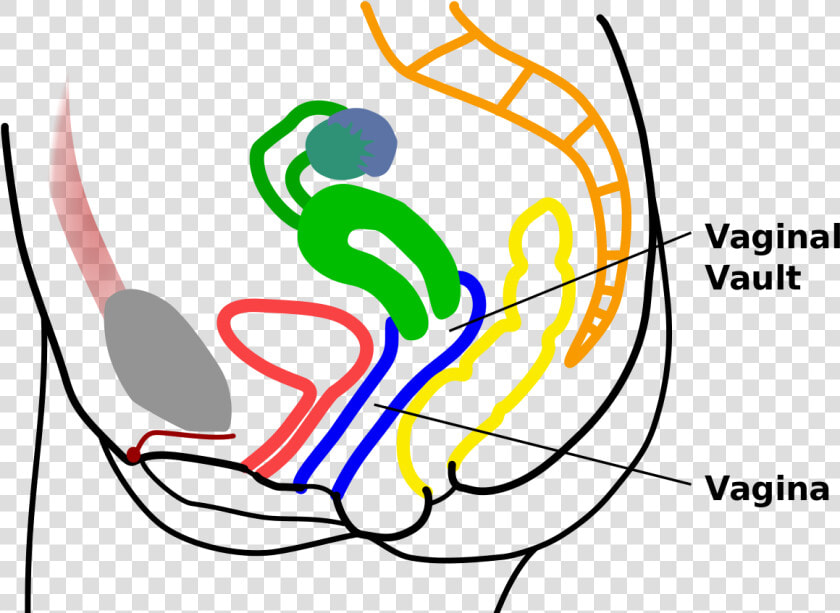 Vault Vagina   Tampao Vagina  HD Png DownloadTransparent PNG