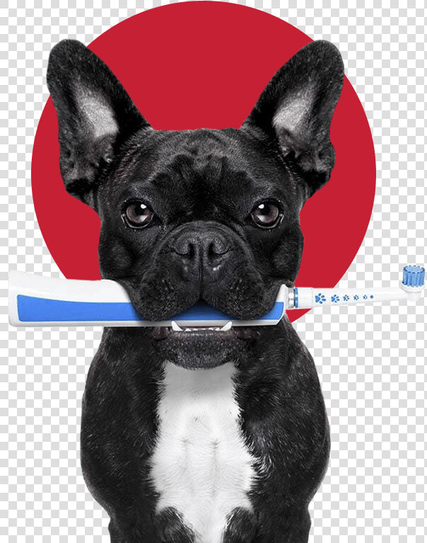 Clip Art Dogs And Toothbrushes Don   French Bulldog And Vegetables  HD Png DownloadTransparent PNG