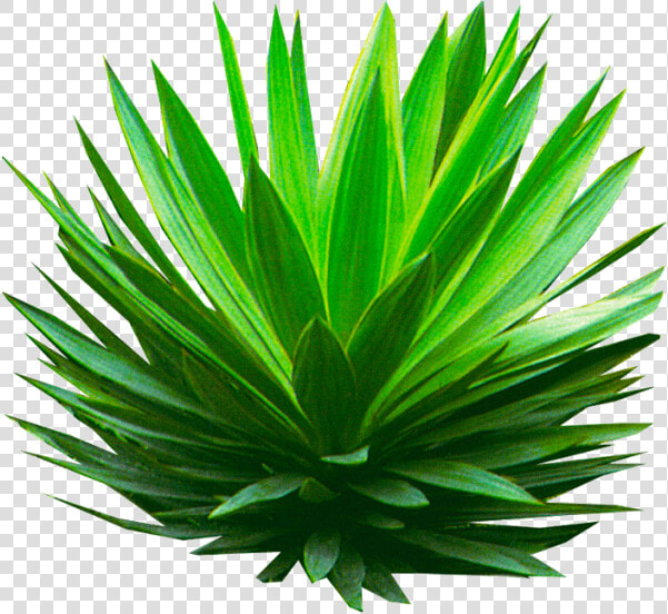 Plant perennial Plant   Shrub Agave Png  Transparent PngTransparent PNG