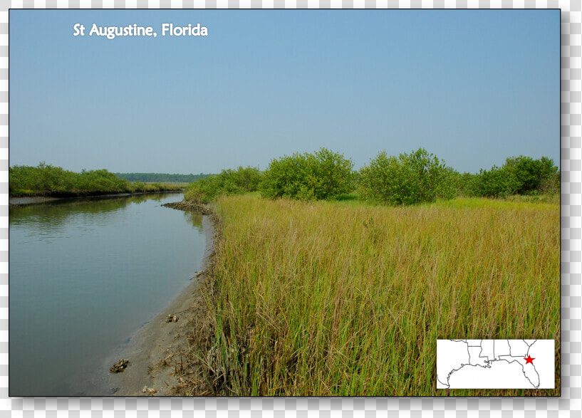 Saint Augustine  Florida   Salt Marsh Mangrove Ecotone  HD Png DownloadTransparent PNG