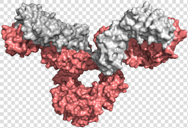 Institute For Protein Innovation Antibody Libraries   Institute For Protein Innovation  HD Png DownloadTransparent PNG