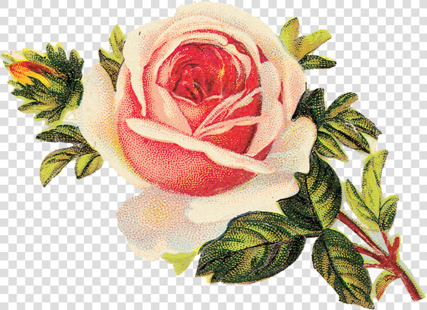 Transparent Flores Y Pajaritos Vintage Png   Cross Stitch Patterns For Roses  Png DownloadTransparent PNG