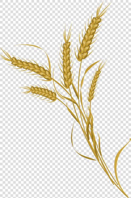 Wheat Transparent Pictures   Transparent Transparent Background Wheat Icon  HD Png DownloadTransparent PNG