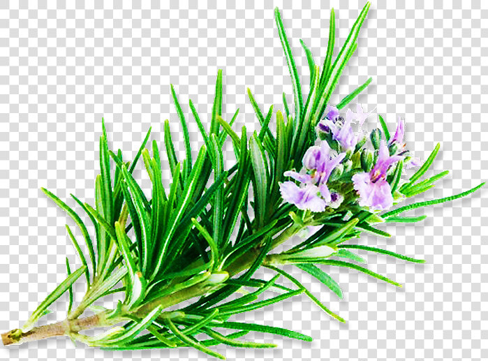 Clip Art Observat Rio C Smico   Rosemary  HD Png DownloadTransparent PNG