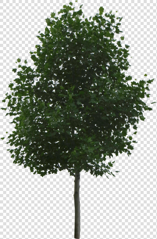 5 Photo  Img Big   Tree For Architectural Rendering  HD Png DownloadTransparent PNG