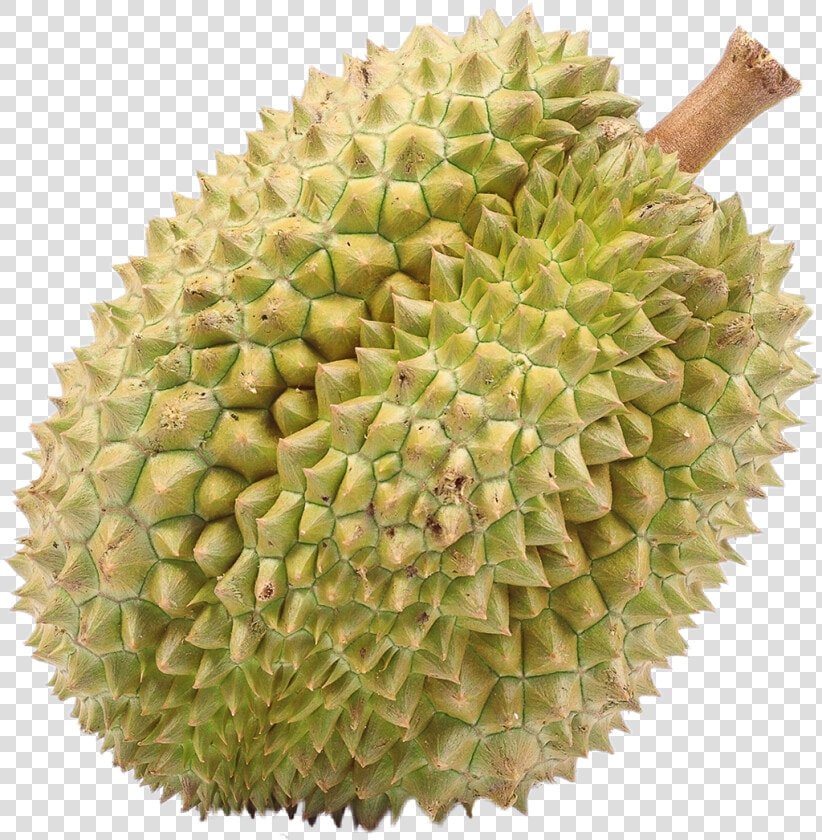 Durian   Png Download   Fruits That People Don T Like  Transparent PngTransparent PNG