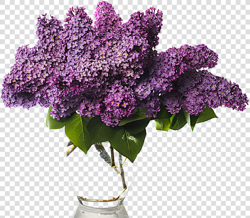 Clip Art Stock Photography Vase Of   Lilac Bouquet Png  Transparent PngTransparent PNG