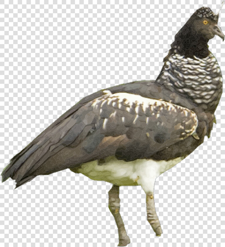 Horned Screamer White Background  HD Png DownloadTransparent PNG