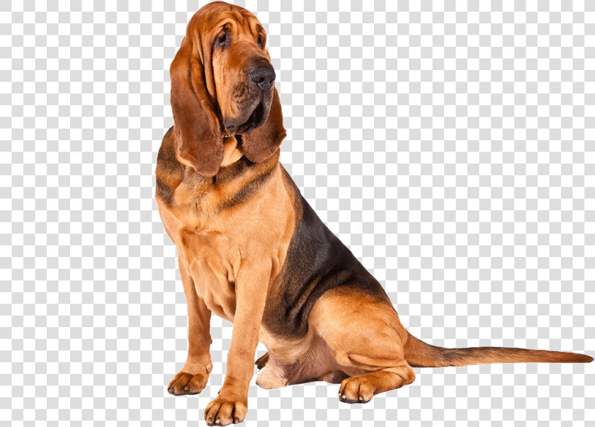 Transparent Basset Hound Png   Bloodhound Png  Png DownloadTransparent PNG