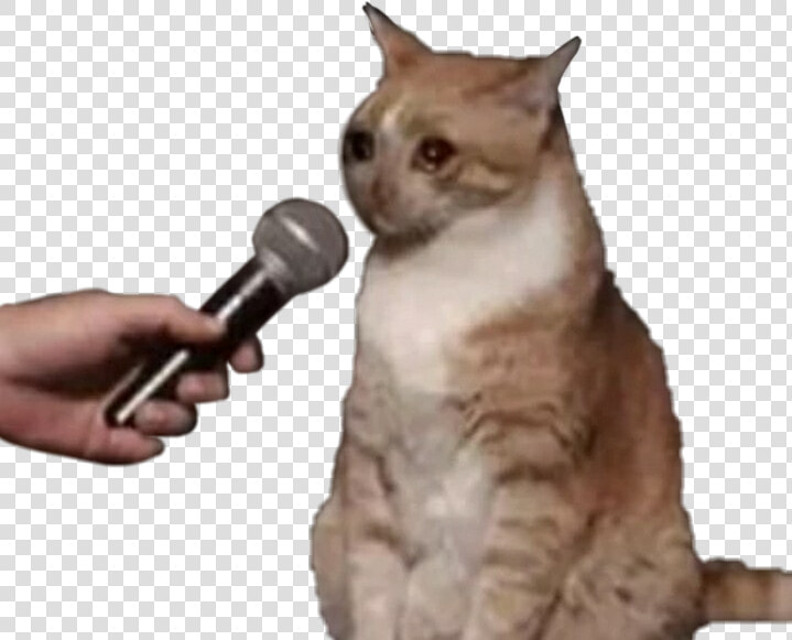  cat  reaction  reactioncat  catreaction  cry  meme   Meme  HD Png DownloadTransparent PNG