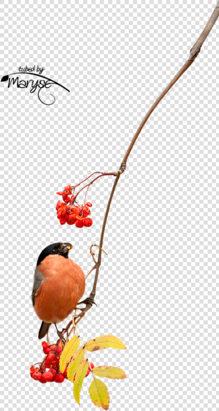 Songbird  HD Png DownloadTransparent PNG