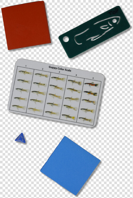 Transparent Small Fish Png   Dominoes  Png DownloadTransparent PNG