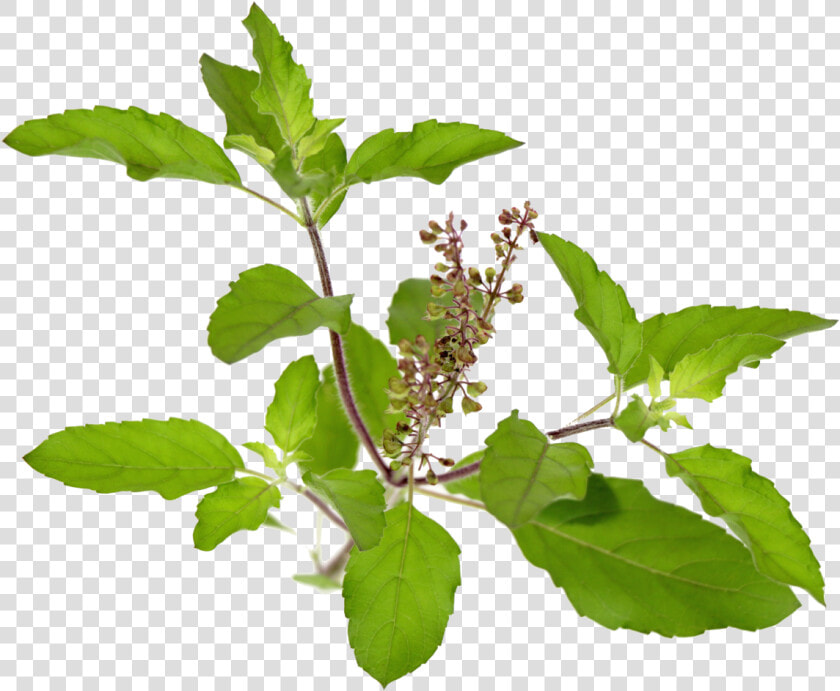 Schedule   Triphala Powder   Triphala Churna   All   Tulsi Leaf Powder  HD Png DownloadTransparent PNG