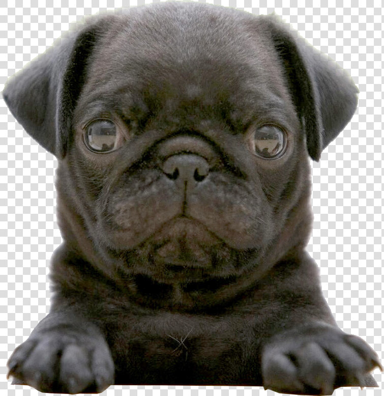 Black Pug Wallpaper Weddingdressincom   Black Pug Puppy  HD Png DownloadTransparent PNG