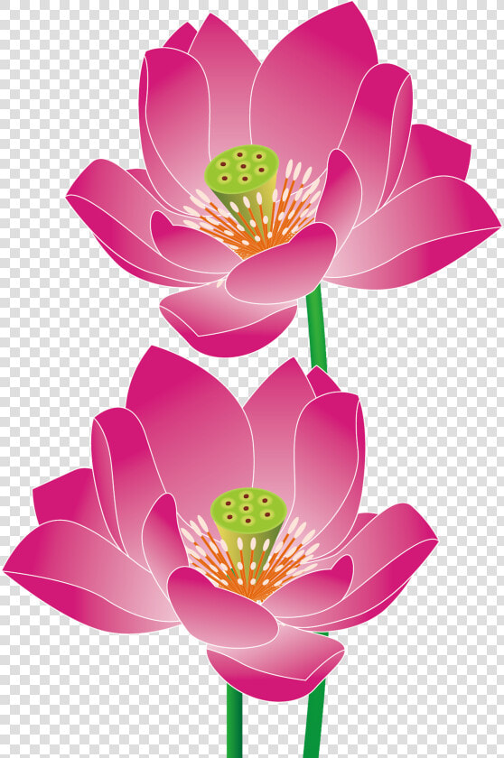 Transparent Lotus Vector Png   เวก เตอร์ Png ภาพ พื้น หลัง ดอกบัว  Png DownloadTransparent PNG