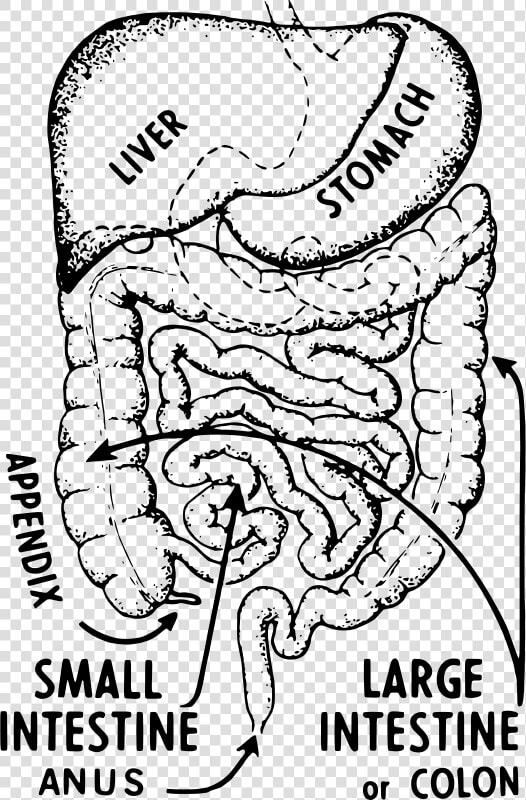 Intestines   Intestine Drawing  HD Png DownloadTransparent PNG