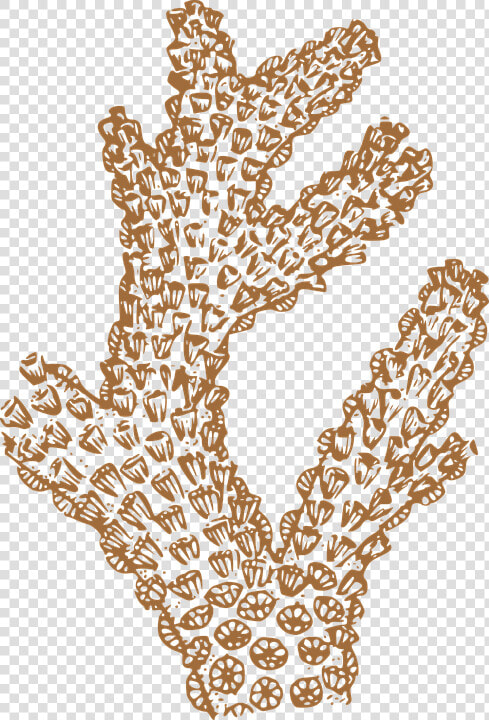 Coral  Water  Brown  Tan  Ocean  Sea  Aquatic  Sponge   Coral Clip Art  HD Png DownloadTransparent PNG