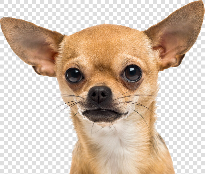 Small Dog   Chihuahua Png  Transparent PngTransparent PNG