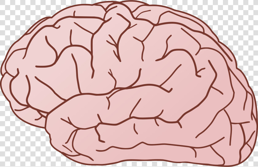 Thumb Image   Brains Clipart  HD Png DownloadTransparent PNG