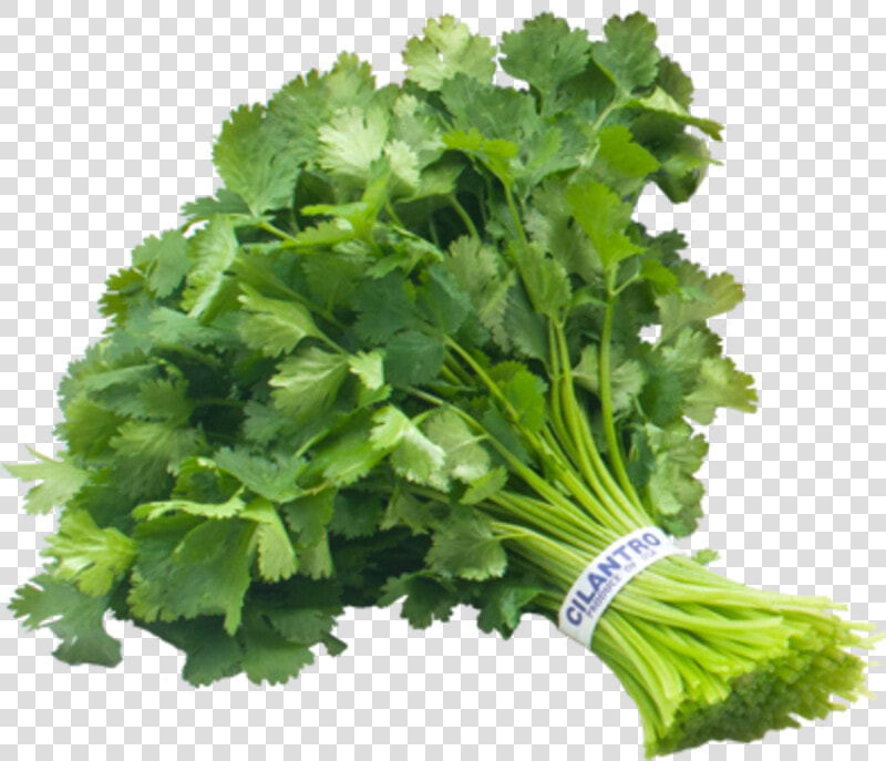 Cilantro I   Cilantro Bunch  HD Png DownloadTransparent PNG