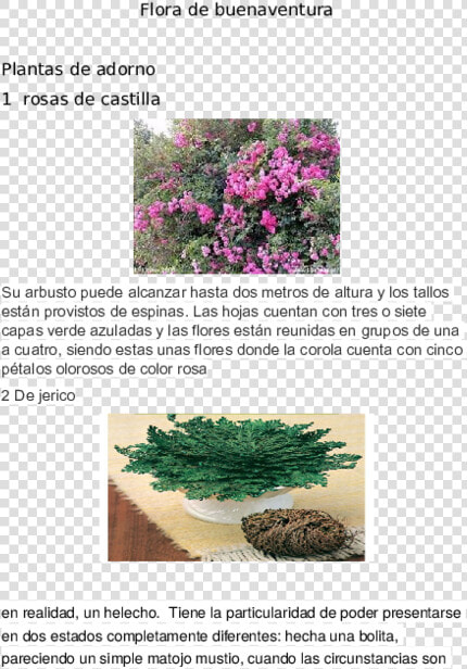 Plantas Medicinales De Buenaventura  HD Png DownloadTransparent PNG