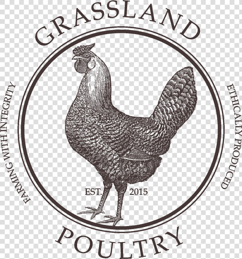 Grassland Poultry   Public Domain Rooster Illustration  HD Png DownloadTransparent PNG