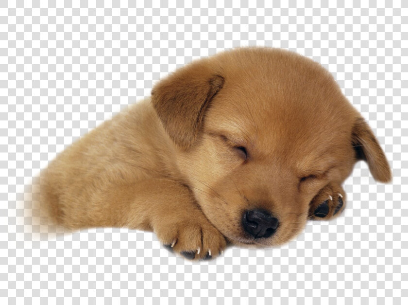 Cute Sleeping Puppy Transparent Png Image   Gambar Anak Anjing Lucu  Png DownloadTransparent PNG