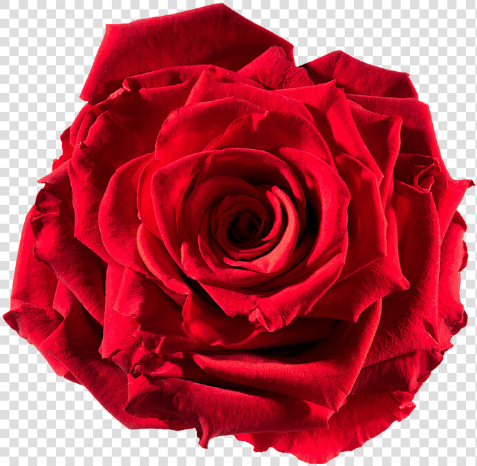 Preserved Rose   Red passion   Floribunda  HD Png DownloadTransparent PNG