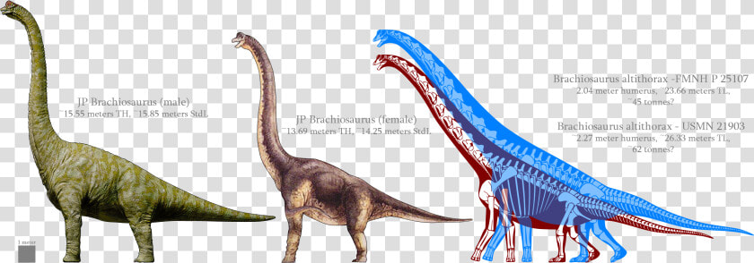 Transparent Brachiosaurus Png  Png DownloadTransparent PNG