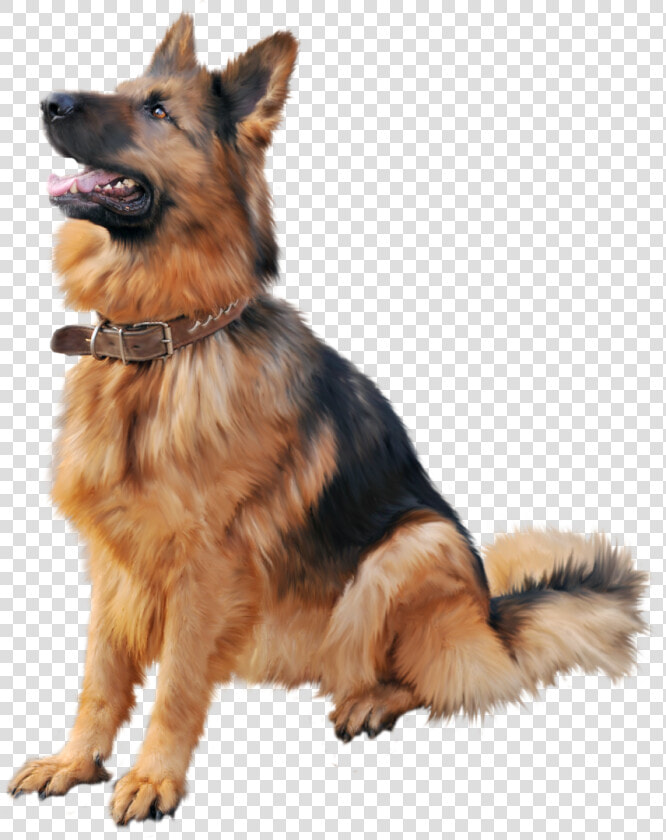 Training Shock Dog Cat Collar Cartoon Clipart   German Shepherd Dog Png  Transparent PngTransparent PNG