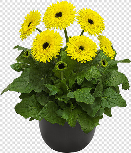 Patio Gerbera Kruger  HD Png DownloadTransparent PNG