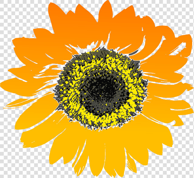 Sunflower  Flower  Yellow  Orange   Sunflower Drawing Transparent Background  HD Png DownloadTransparent PNG