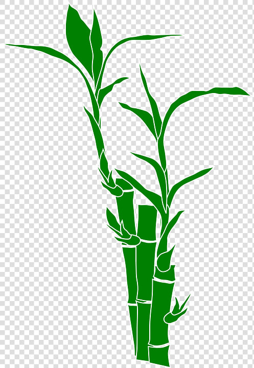 Bamboo  Plant  Nature  Leaves  Wood  Gramineous Plant   Bamboo Clipart  HD Png DownloadTransparent PNG