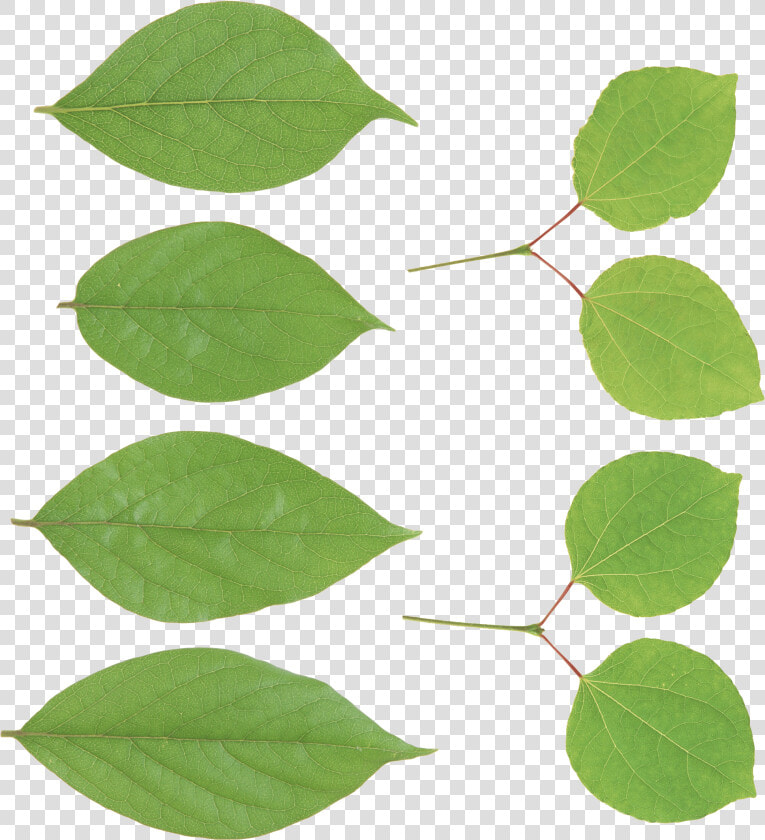 Hojas Verdes   Canoe Birch  HD Png DownloadTransparent PNG