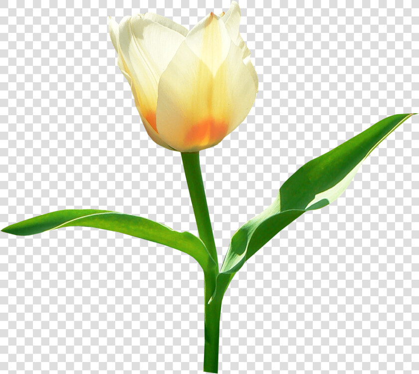 Single White Tulip   Transparent Tulip Png  Png DownloadTransparent PNG