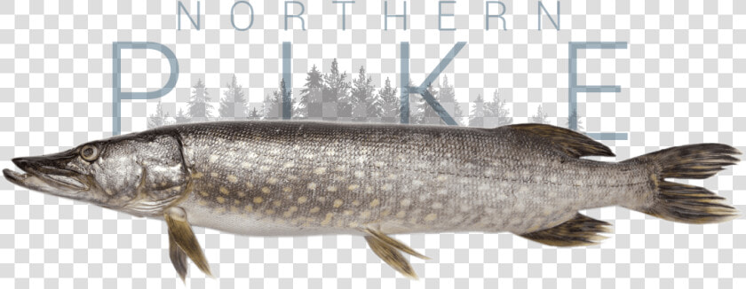 Northern Pike  HD Png DownloadTransparent PNG