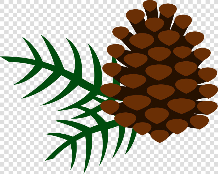 Pinecone Png   Clip Art Pine Cone  Transparent PngTransparent PNG